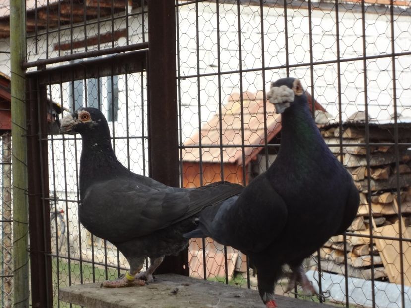  - 05-VOIAJORI STIL VECHI 2016-2020