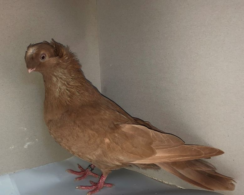 23026  femelă  2020 - Plecați ALBUM 3