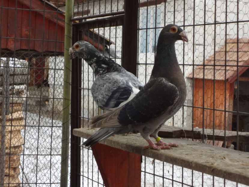 PERECHEA 15. - 05-VOIAJORI STIL VECHI 2016-2020