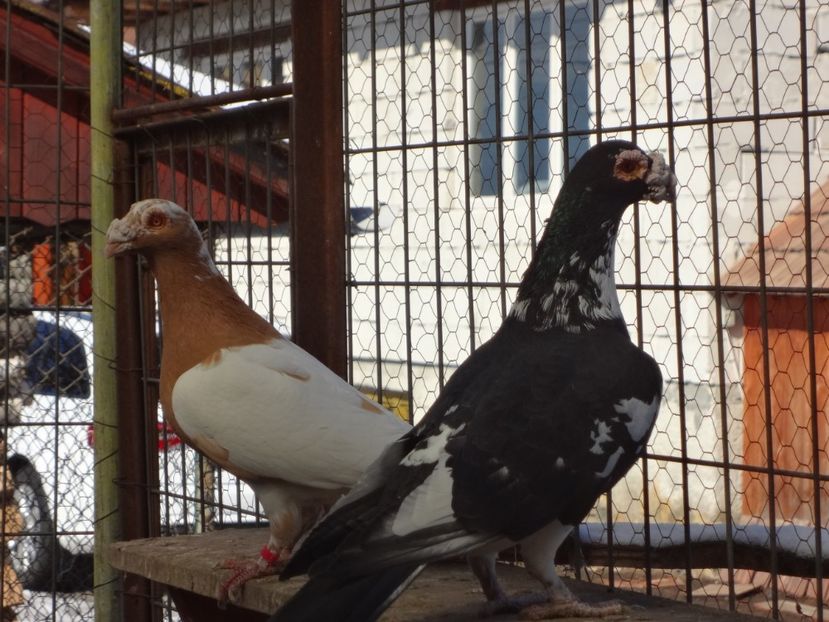 PERECHEA 16. - 05-VOIAJORI STIL VECHI 2016-2020