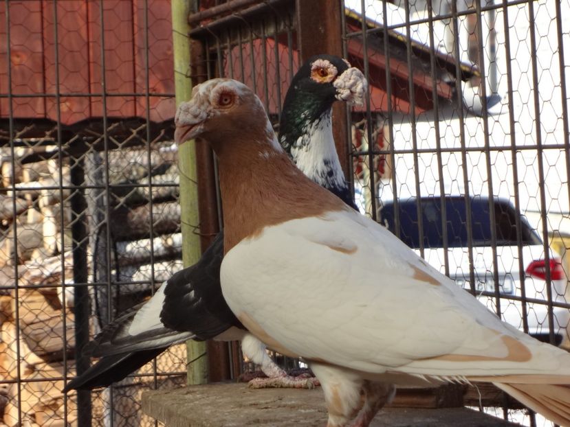  - 05-VOIAJORI STIL VECHI 2016-2020