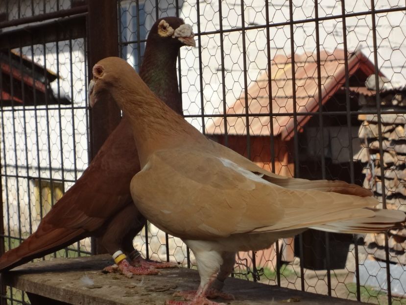 PERECHEA 17. - 05-VOIAJORI STIL VECHI 2016-2020