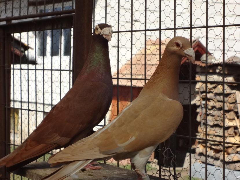 2020 - 05-VOIAJORI STIL VECHI 2016-2020