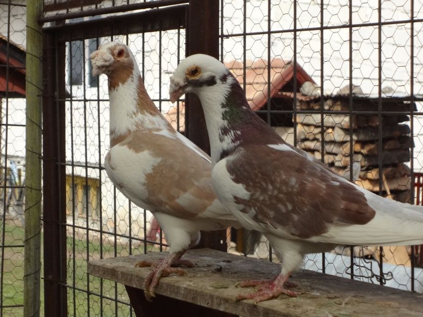 PERECHEA 18. - 05-VOIAJORI STIL VECHI 2016-2020