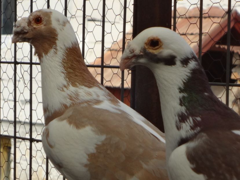 2020 - 05-VOIAJORI STIL VECHI 2016-2020