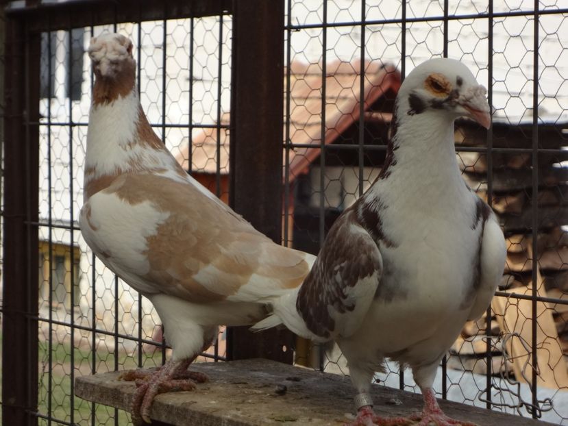  - 05-VOIAJORI STIL VECHI 2016-2020