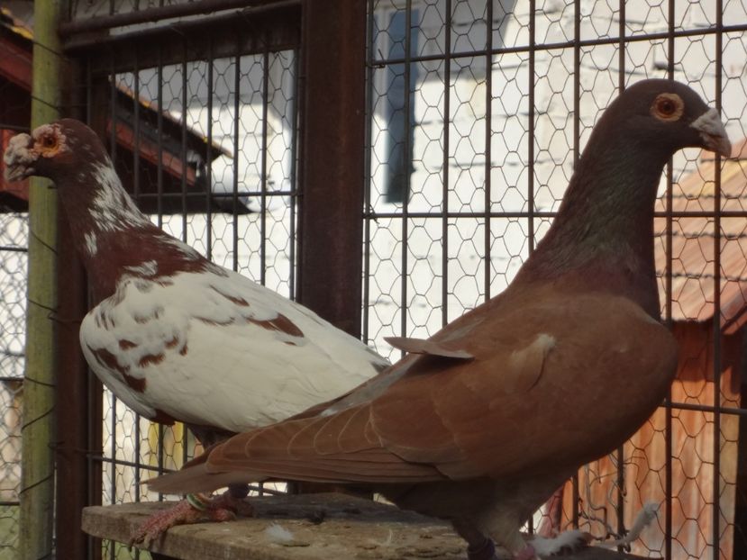  - 05-VOIAJORI STIL VECHI 2016-2020