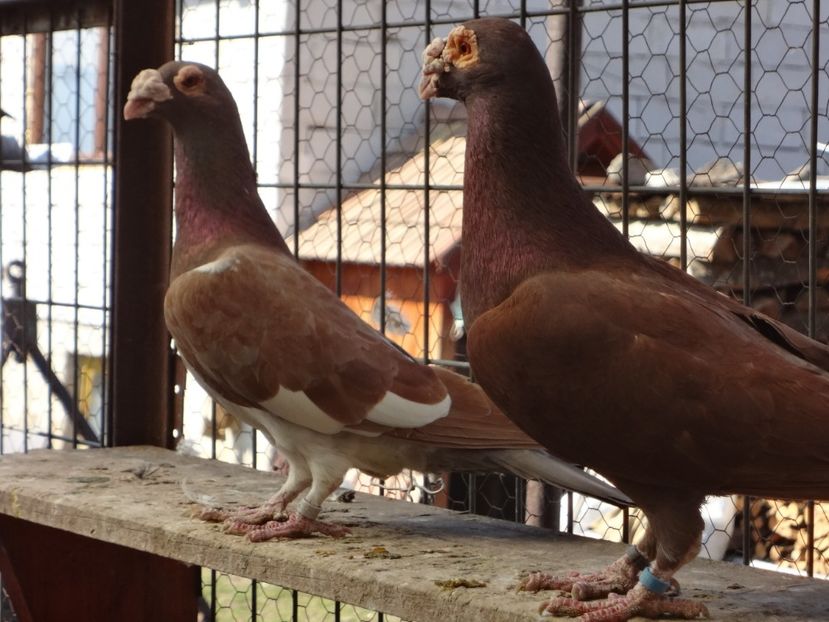 PERECHEA 20. - 05-VOIAJORI STIL VECHI 2016-2020