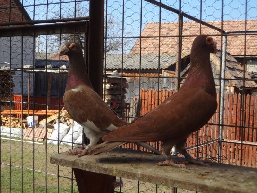 2020 - 05-VOIAJORI STIL VECHI 2016-2020