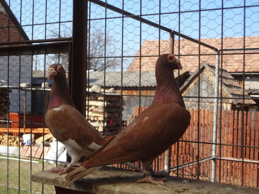  - 05-VOIAJORI STIL VECHI 2016-2020