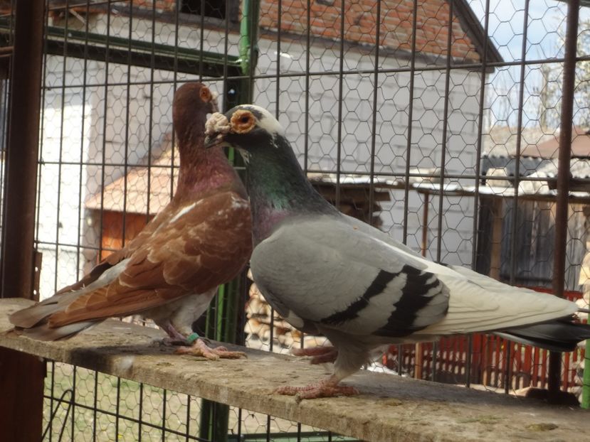 PERECHEA 21. - 05-VOIAJORI STIL VECHI 2016-2020