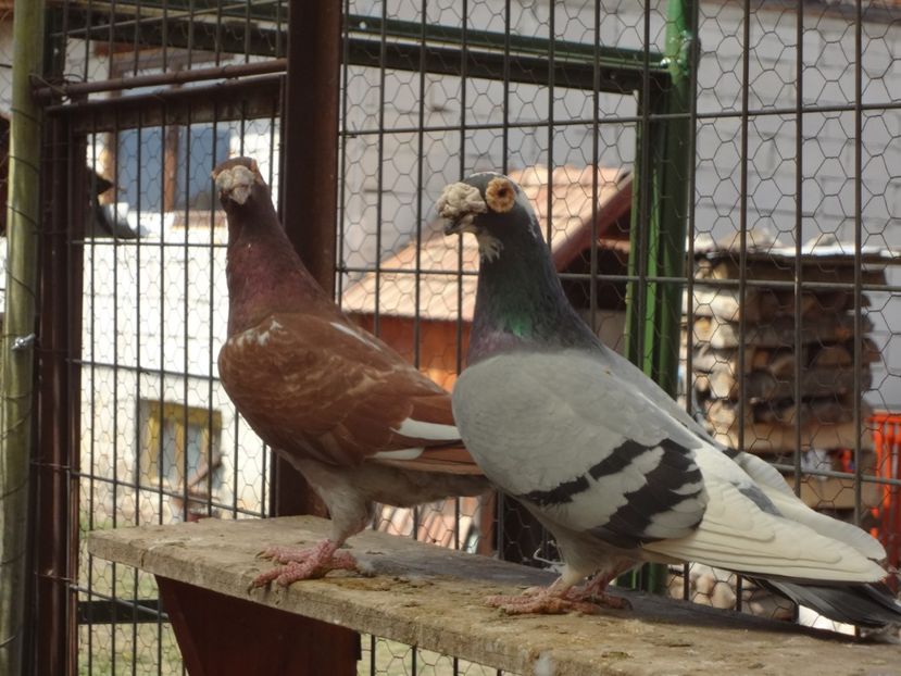  - 05-VOIAJORI STIL VECHI 2016-2020