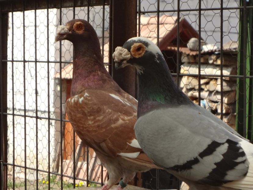 2020 - 05-VOIAJORI STIL VECHI 2016-2020