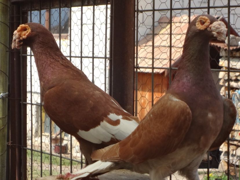 PERECHEA 22. - 05-VOIAJORI STIL VECHI 2016-2020