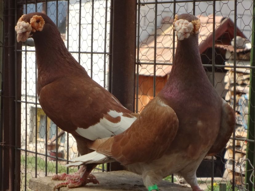 2020 - 05-VOIAJORI STIL VECHI 2016-2020