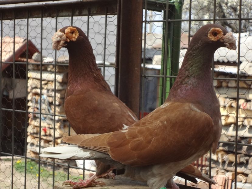  - 05-VOIAJORI STIL VECHI 2016-2020