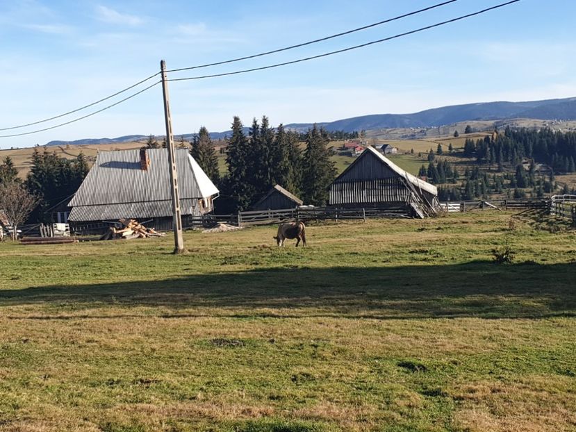  - 2020 MARIȘEL 7 noiembrie