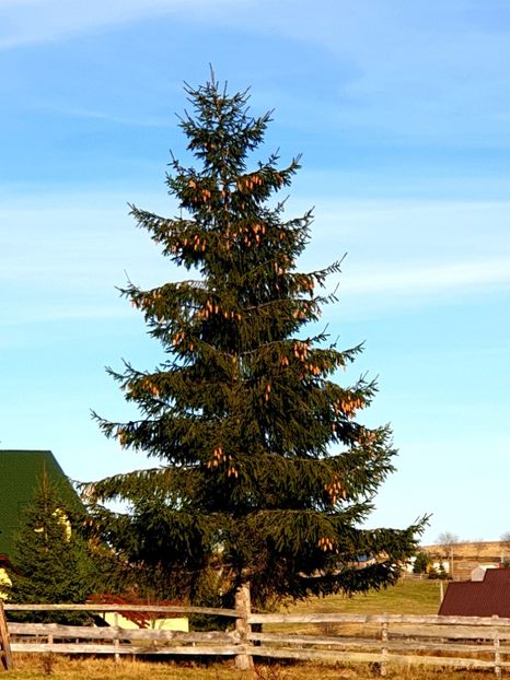  - 2020 MARIȘEL 7 noiembrie