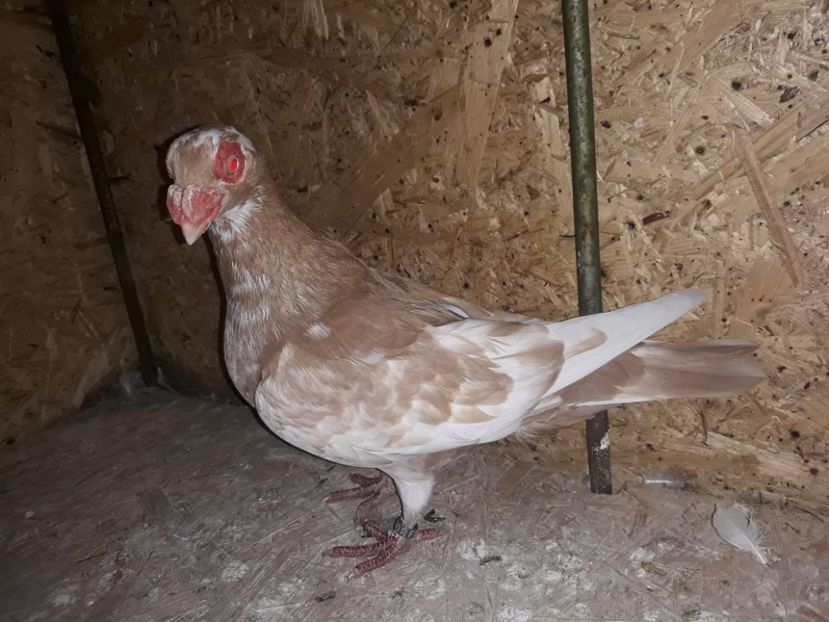  - Indian german 2020