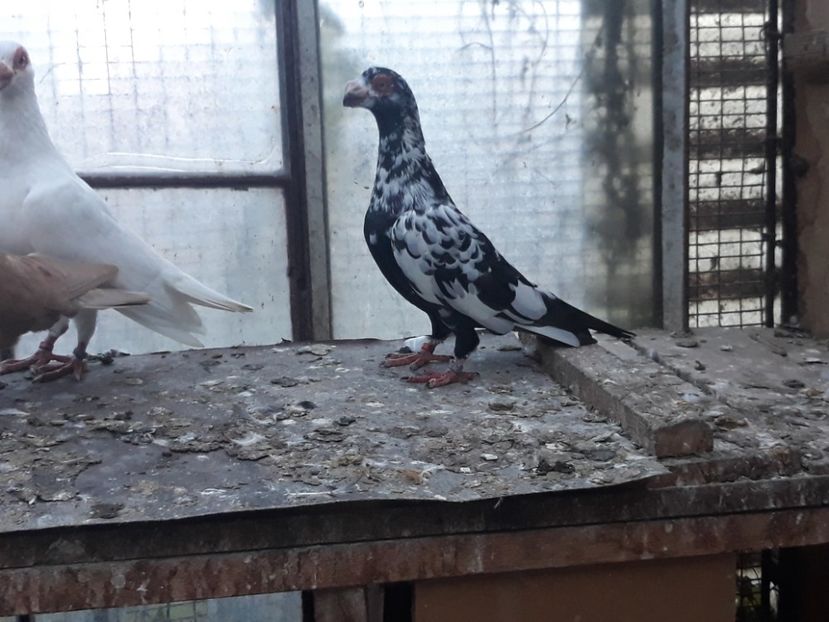  - Indian german 2020