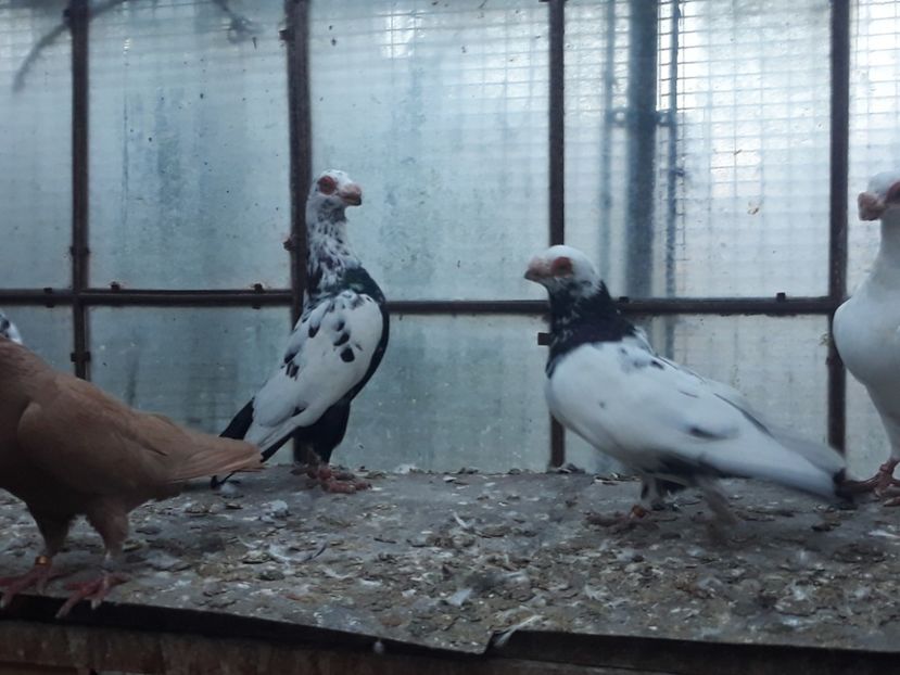  - Indian german 2020