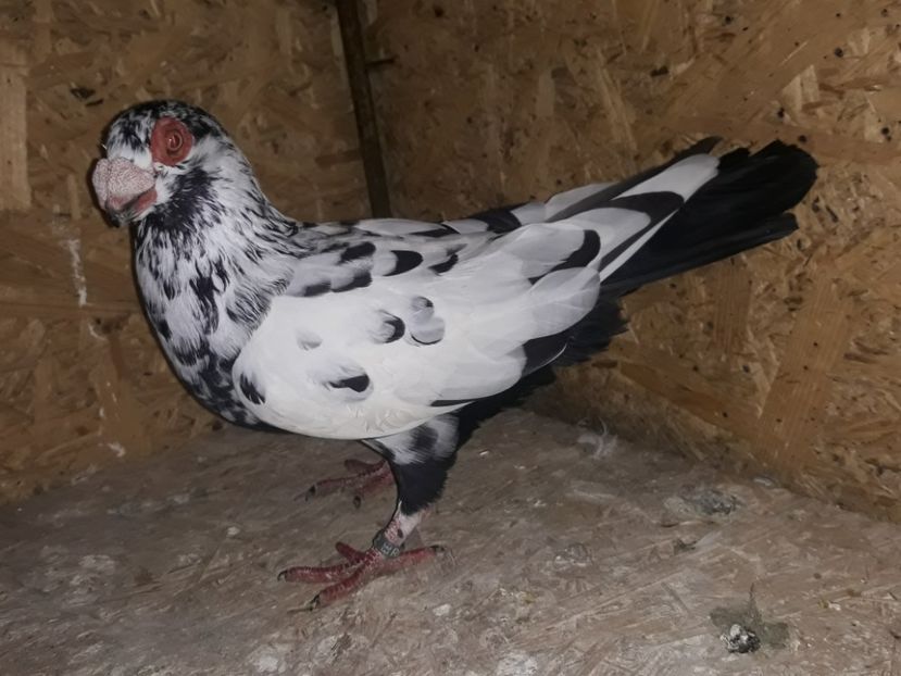  - Indian german 2020