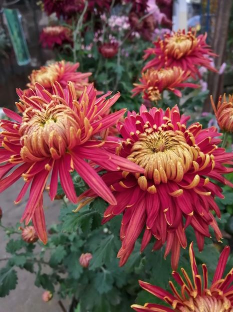  - Crizanteme si tufanele