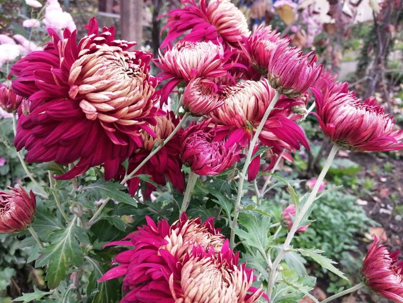  - Crizanteme si tufanele