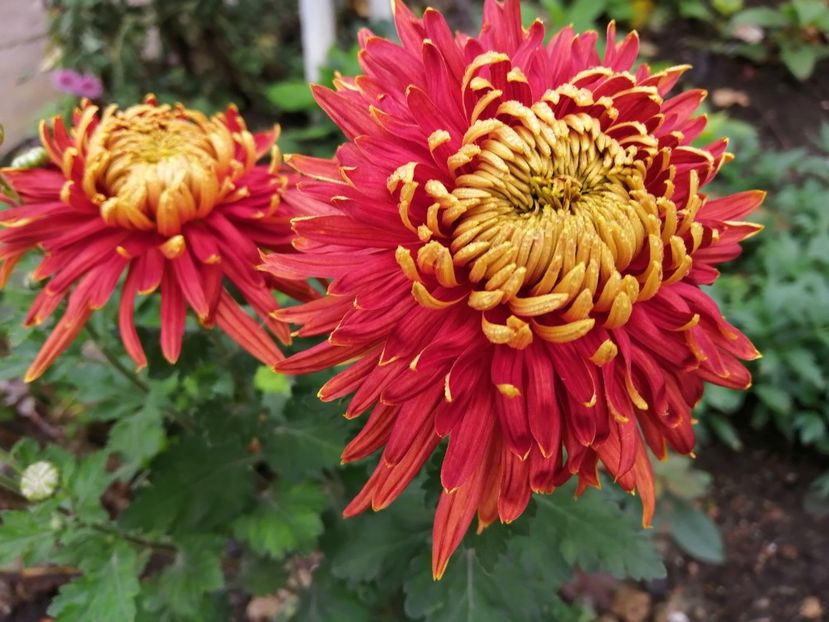  - Crizanteme si tufanele