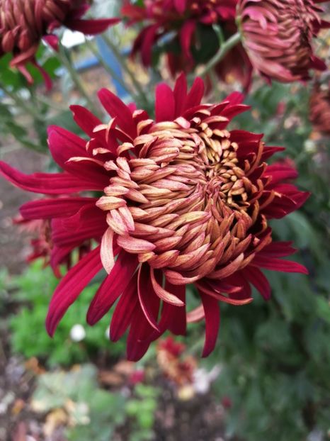  - Crizanteme si tufanele