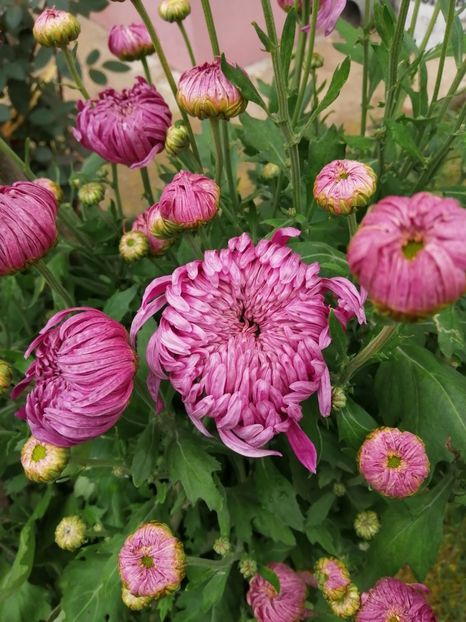  - Crizanteme si tufanele