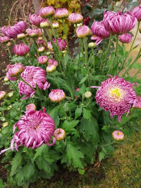  - Crizanteme si tufanele