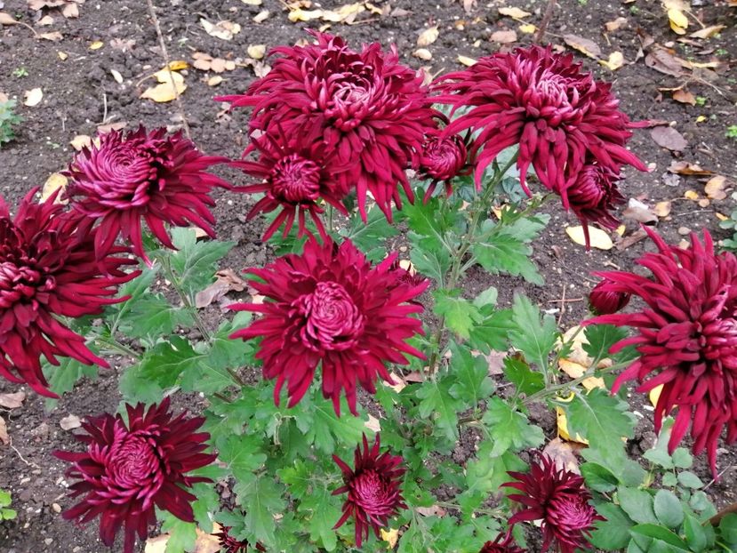  - Crizanteme si tufanele