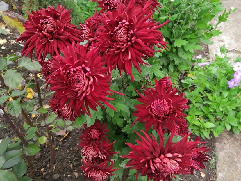  - Crizanteme si tufanele