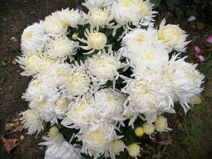  - Crizanteme si tufanele