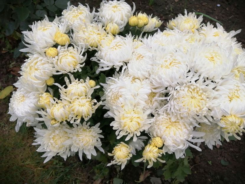  - Crizanteme si tufanele