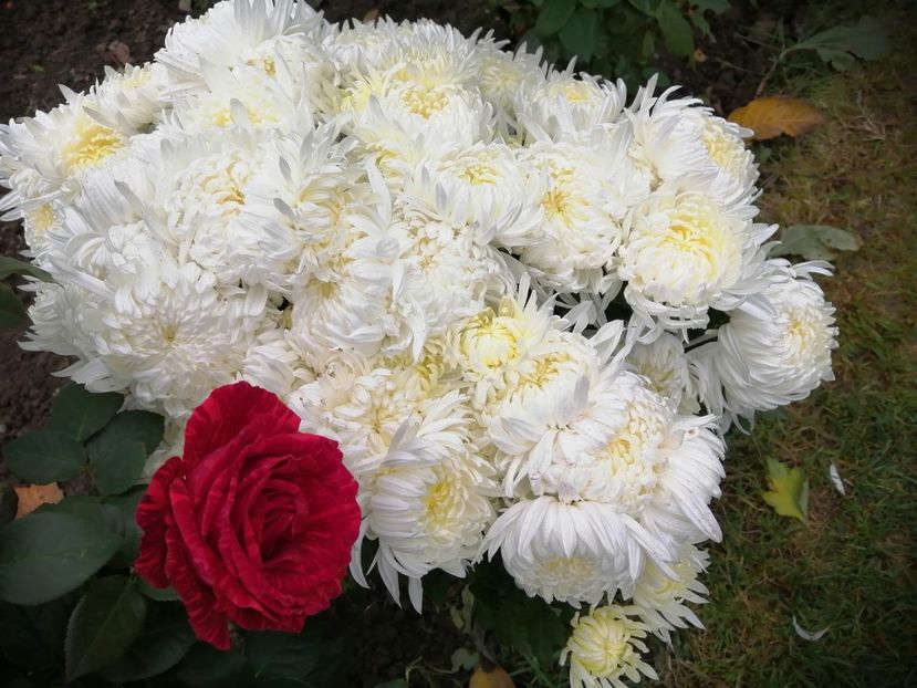  - Crizanteme si tufanele