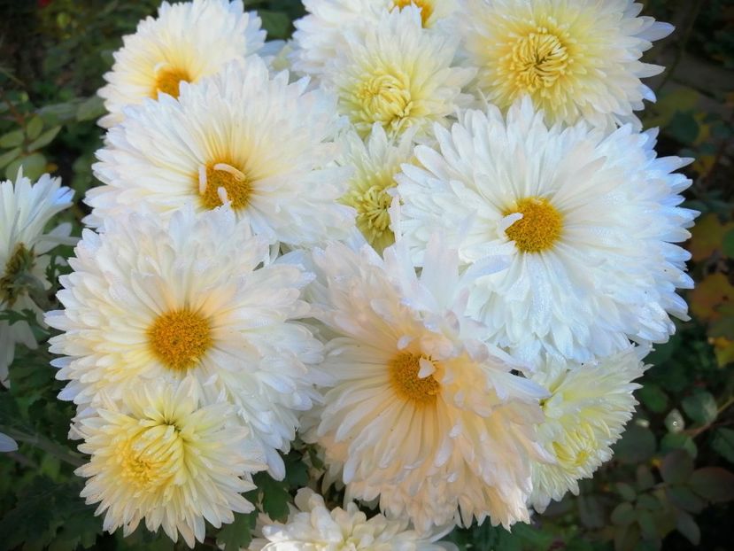  - Crizanteme si tufanele