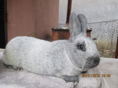 fem !  RO 12-9778 - X ARHIVA IEPURI CE AM AVUT