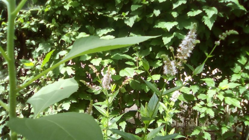 IMG-20180701-WA0138 - 2020