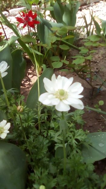 IMG-20190430-WA0003 - 2020