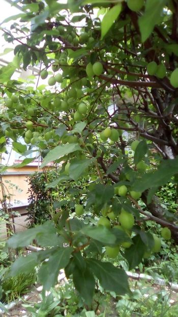 IMG-20190516-WA0010 - 2020