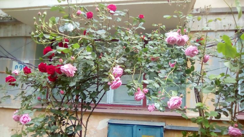 IMG-20190522-WA0001 - 2020