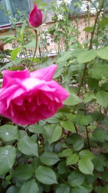 IMG-20190604-WA0010 - 2020