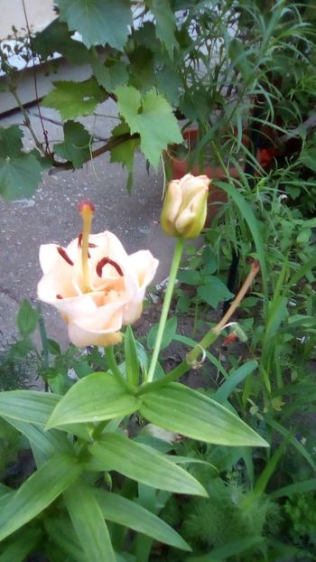 IMG-20190614-WA0001 - 2020