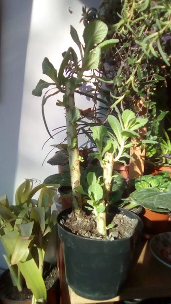 IMG-20191219-WA0001 - 2020