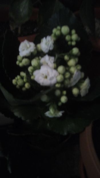 IMG-20200211-WA0008 - 2020
