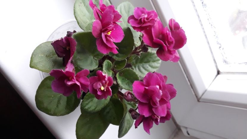 Violeta semimini - Violete Africane
