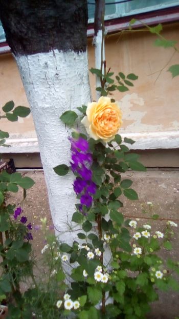 IMG-20190604-WA0002 - Trandafiri