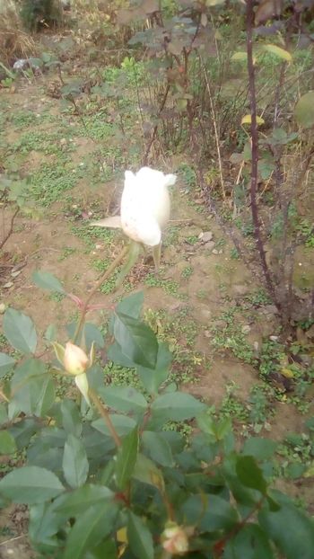 IMG-20191221-WA0009 - Trandafiri